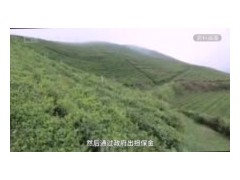 湖北恩施茶叶产能渐恢复，新茶成交近2亿