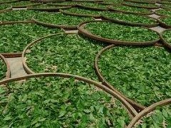 云南地州市茶叶种植及茶区分布之红河古茶树区