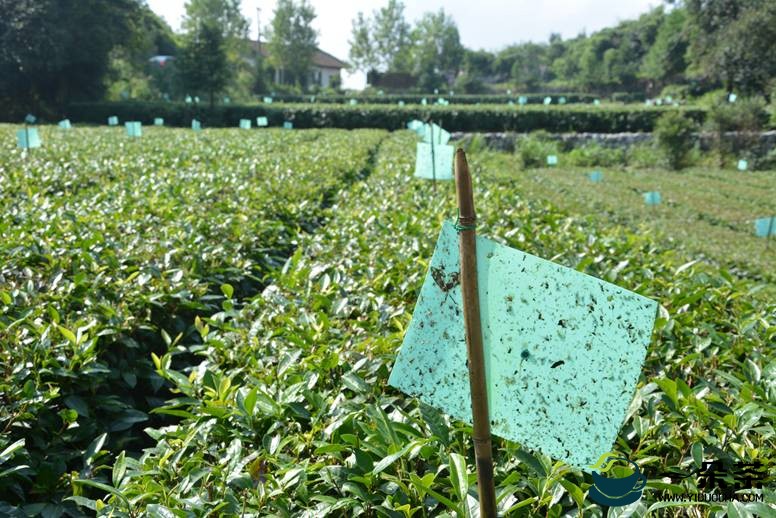 贵州省茶树病虫害绿色防控现场会在普安召开