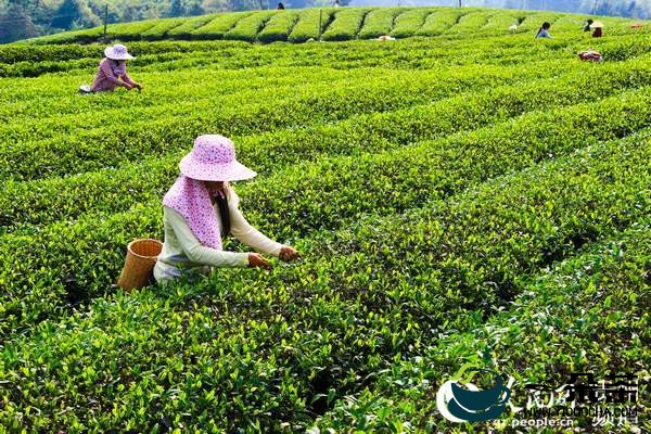 独山：“茶叶”变“产业”
