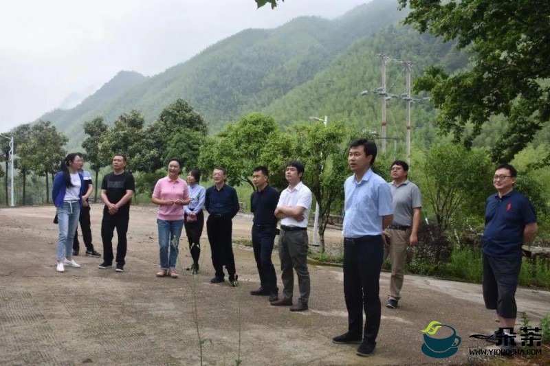 中组部、团中央博士服务团助力铅山茶产业发展