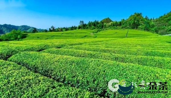 贵州印江：生态茶托起群众致富梦