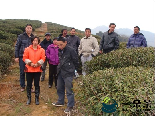 非洲学员漳州科技学院学习无公害茶叶生产技术