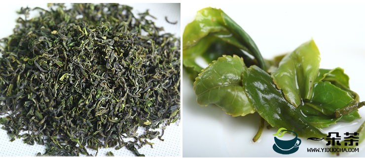 江北第一茶日照绿茶的功效与特点