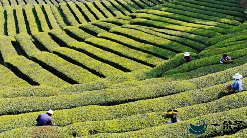陕西平利县政协全会聚焦茶产业发展