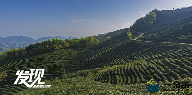 云南勐海：生态茶园茶飘香