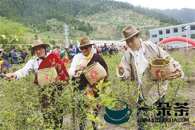 班玛：举办第二届藏雪茶采摘节