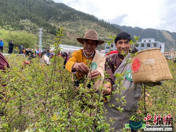 青海果洛藏区藏雪茶助力贫困牧民脱贫增收