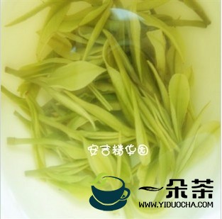 2011年价廉物美的安吉白茶新茶