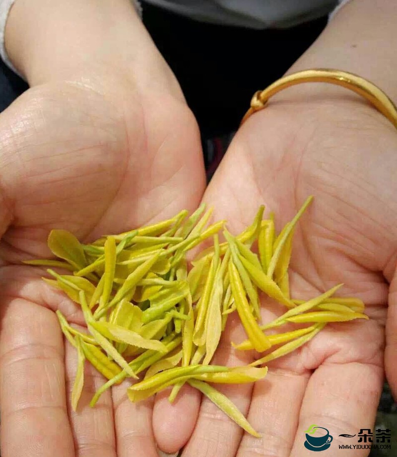 茶中奇葩黄金芽