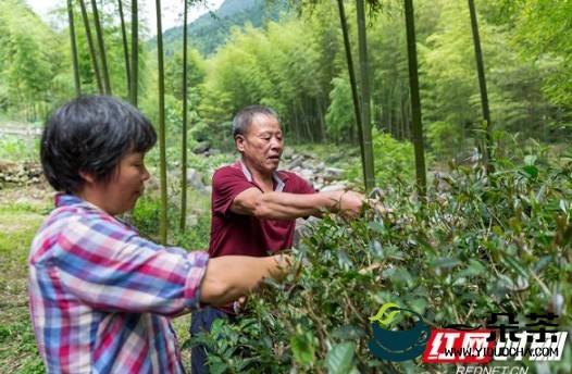 永州舜皇山：万亩野茶林成贫困户“致富树”