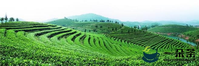 云南普洱茶的清洁化生产论文