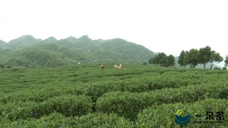 普安县3万余亩夏茶进入盛采