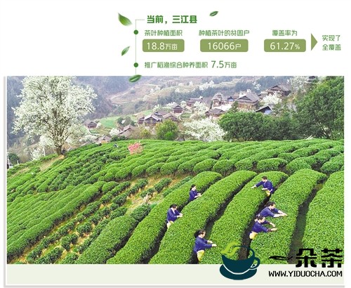 广西三江：“种茶种稻”致富可靠