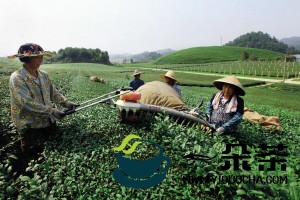 茶叶专家科技助力晴隆县夏秋茶降本增效
