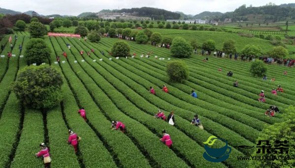 铜仁：生态茶演绎青山绿水大文章