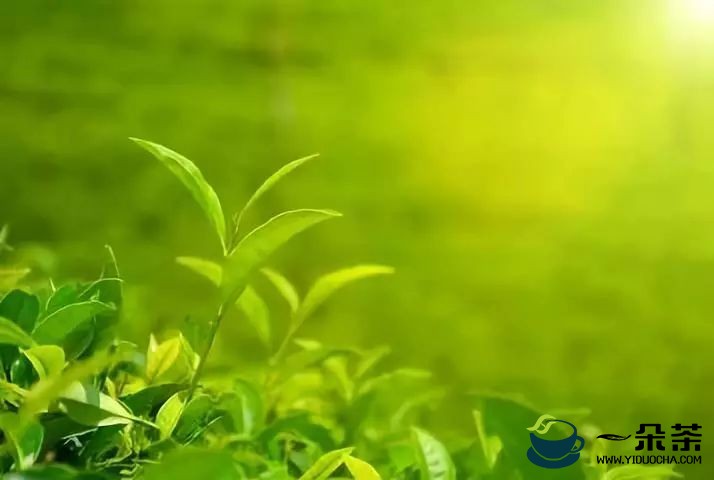 云南省大力推动云茶产业向绿色有机化发展