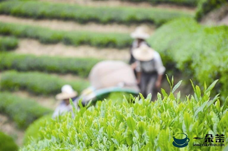 浙江武义：打好茶产业发展“组合拳”