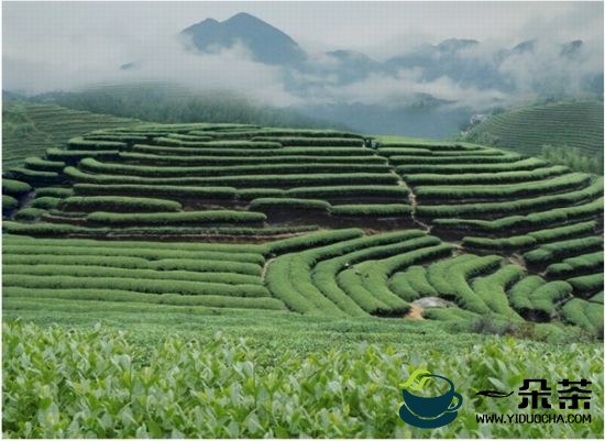 台州市形成茶叶优势发展区域