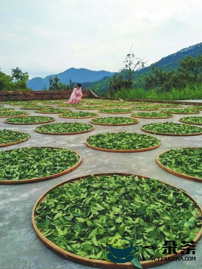 石佛村深耕有机茶园做强茶叶品牌：以茶扶贫，以茶兴村