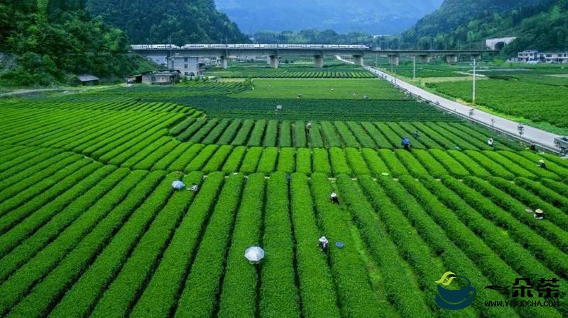 茶产业成为恩施州农民奔小康的新引擎 