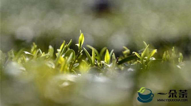湖北宣恩推进茶叶生产全域绿色化示范乡镇建设
