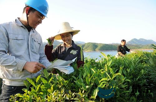 贵州省坚决打击茶园违规使用农药，普定县四名茶农被罚！