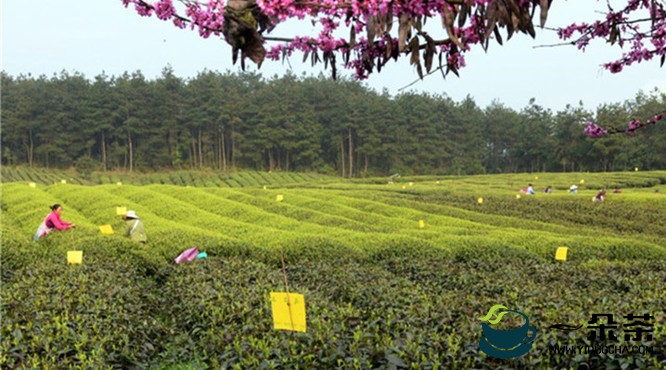 贵州茶叶出口，一半以上出自凤冈