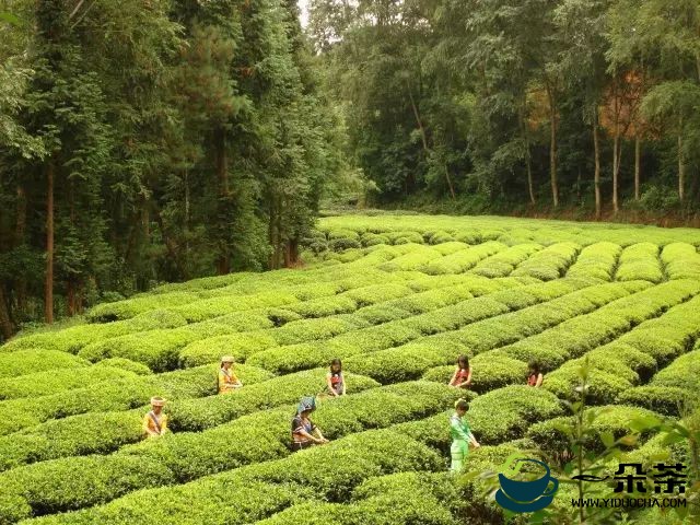福建首届茶叶加工工职业技能竞赛在“中国红茶之都”举办