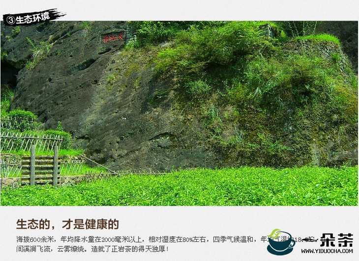 武夷山新运输方案帮助岩茶销往全国
