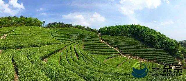 新昌茶叶收入达到90亿元