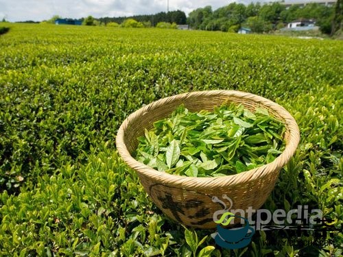 绿茶“儿茶素”能防晒伤