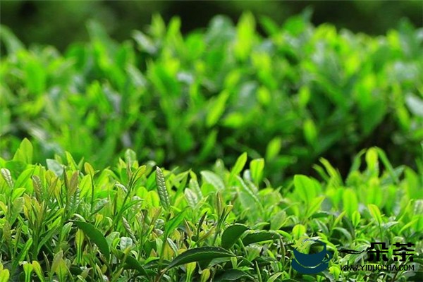 谷雨茶是绿茶吗 谷雨茶什么时候采摘好