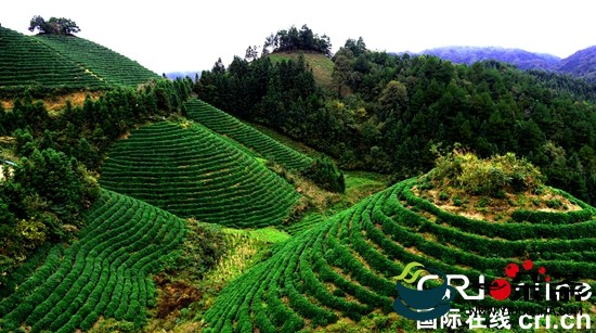 “以茶兴县”  贵州雷山茶产业助力脱贫攻坚