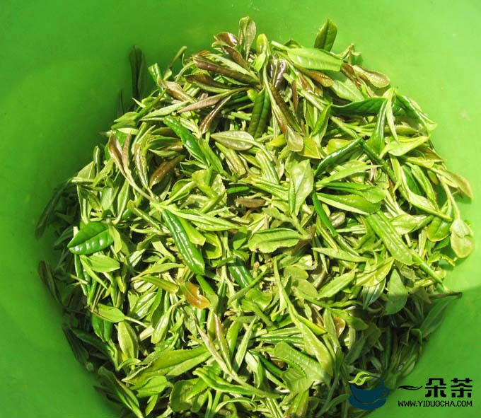 崂山绿茶的制作技艺