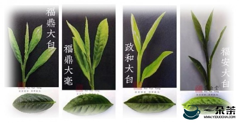 适制白茶的鲜叶品种的特点