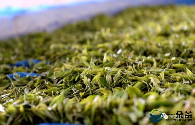 夏秋茶生产的五个技术措施