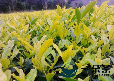 茶树的生长环境,繁殖,采收,优良品种