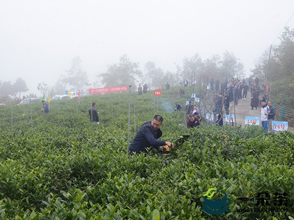 广元市第八届职业技能竞赛暨首届茶产业职业技能竞赛在青川开赛