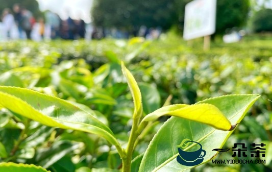 禁用黄蓝粘虫板根植生态和谐 贵州茶园绿色防控进入2.0