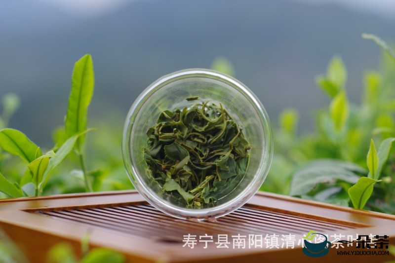 绿茶的品质和保管