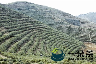 茶叶产地环境条件