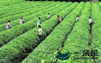 首个出口茶叶国际标准实施具体有哪些