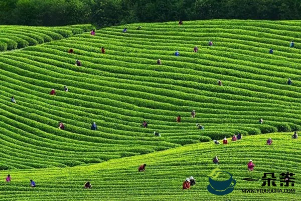 哪种茶叶最好:中国哪几种茶最有名?