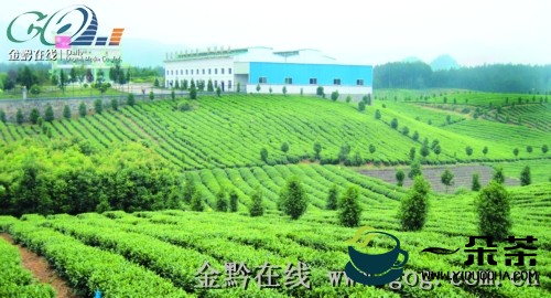 凤冈茶产业向产业集群化迈进