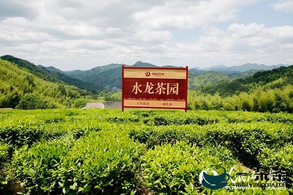 茶系湘鲁 2020安化黑茶品牌推介会在济南举办