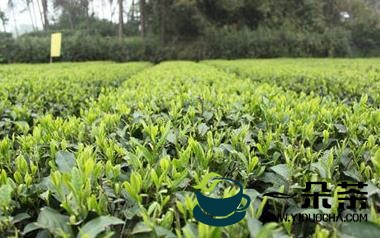 铜仁“五强化”推动生态茶产业发展