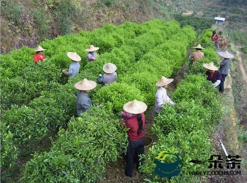 第三季度潮州茶叶产量达0.54万吨，增长10.8%
