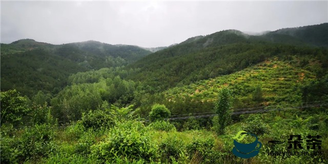 河南：桐柏打造“中原茶乡”，以茶带动农民致富