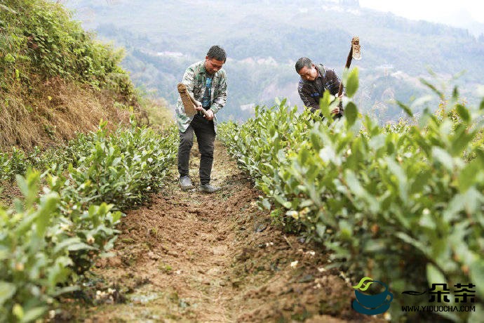 贵州卡塘村：种茶种菜铺就脱贫致富路 